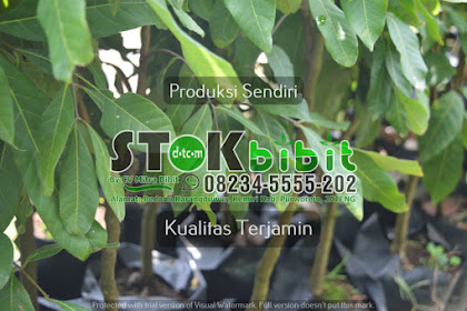 Bibit Jeruk Limau Bibit Jeruk Nipis Tanpa Biji Bibit Jeruk Nipis Kalamansi Bibit Jeruk Manis Bibit Jeruk | Tag  bibit jeruk keprok siem harga bibit jeruk batu 55