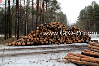 Forest felling. Stack of logs