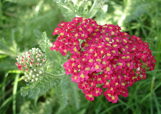 Achillea millefolium paprika or yarrow