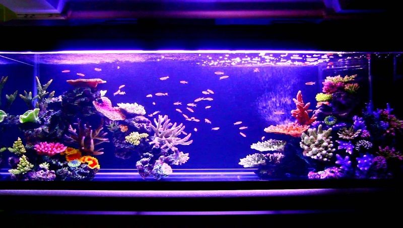 45 Contoh Model Aquarium Mewah  Dan Harganya