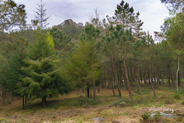 Ruta por el Monte Galiñeiro