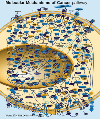 cancer signaling pathways. cancer signaling pathways.