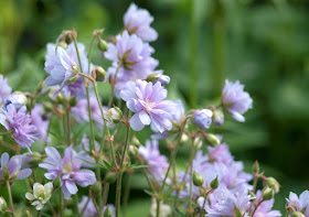 Geranium Summer Skies