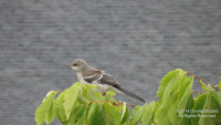 Northern mockingbird juvenile near the Long Island Sound, Stratford, CT - © Denise Motard