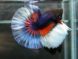 Betta Fish