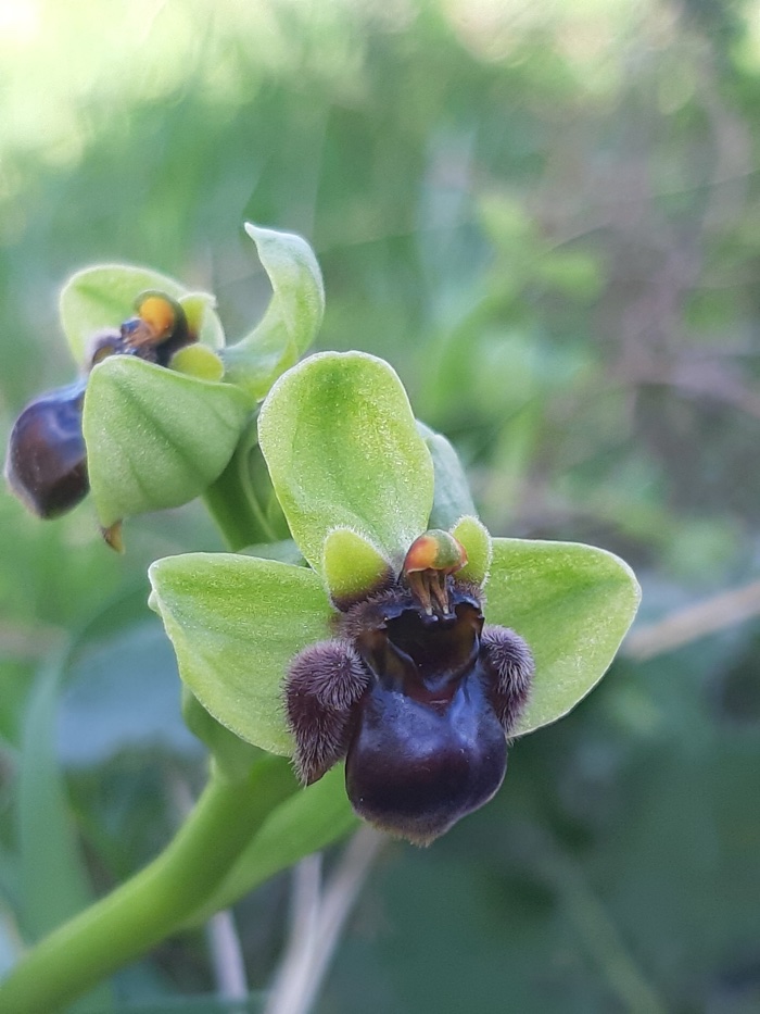 Ophrys bombyliflora