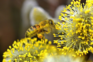 Pszczoła z pyłkiem kwiatowym