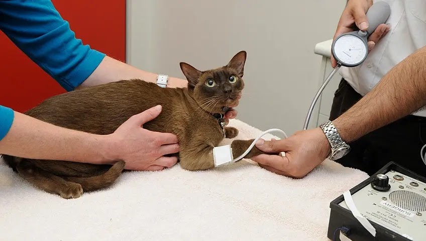 قياس ضغط دم قطتك: ما هو طبيعي وما هو غير طبيعي