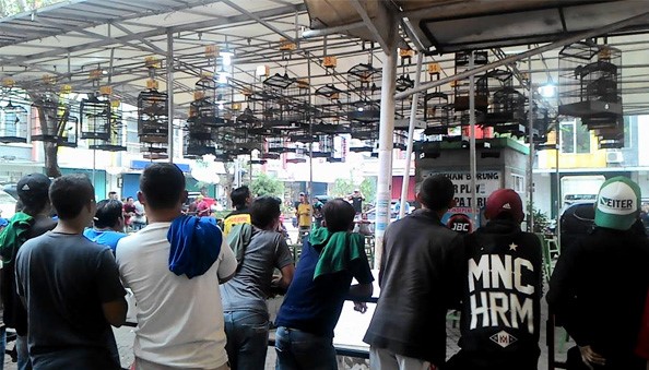 Panduan Seting Cucak Ijo Perdana Di Gantangan