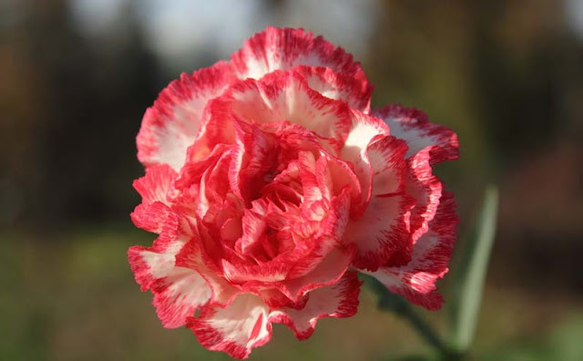 Carnation Flowers Pictures