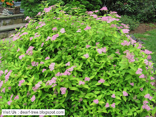 Pruning Dwarf Spirea