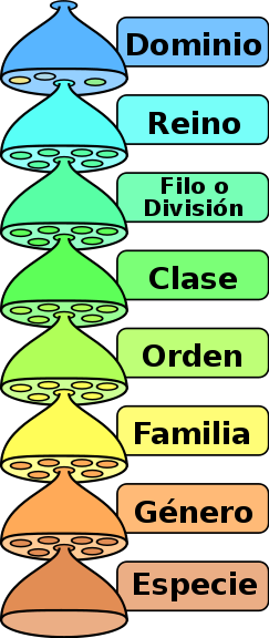 Categorias taxonómicas