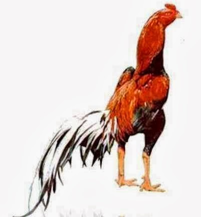 10 Ayam Bangkok Asli terbaik di Thailand ~ Ayam Bangkok Super Top-Ayam
