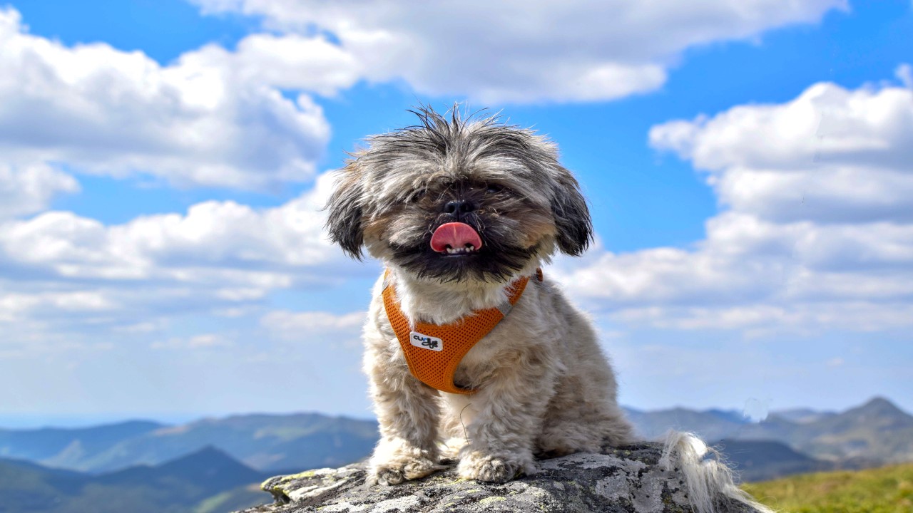 As Características E o Tamanho dos Shih Tzu