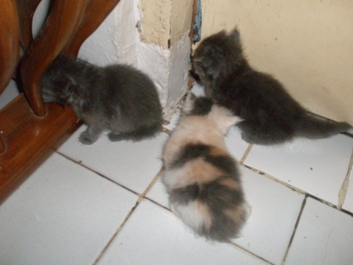 DiJual Anak Kucing Persia: Dijual Murah 3 Anak Kucing 