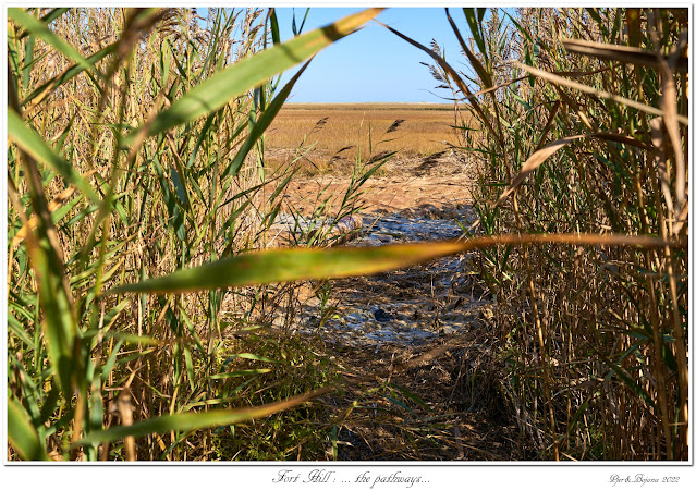 Fort Hill: ... the pathways...