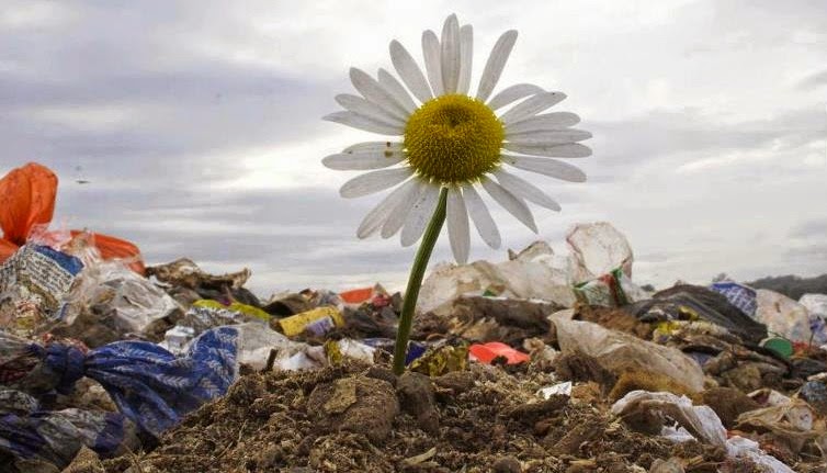 Resultado de imagem para flor nascendo no lixo