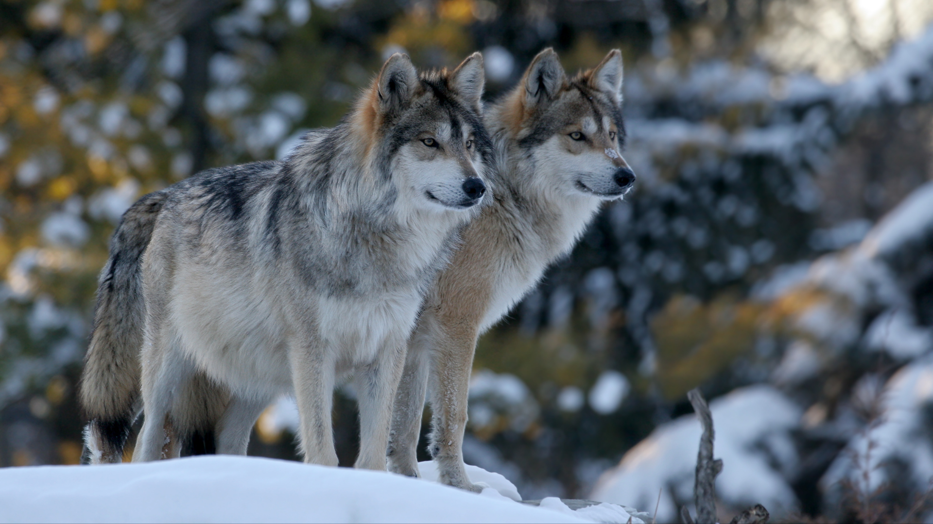 9 CURIOSIDADES SOBRE LOS LOBOS