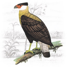 Gavião Caracará 