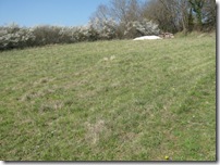 meadow