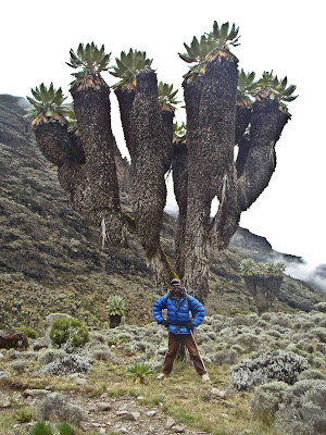 Lobella on Kilimanjaro