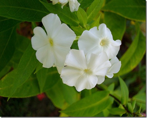 Macro