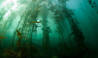 водоросли на дне моря
