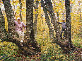 hikers climbing trees