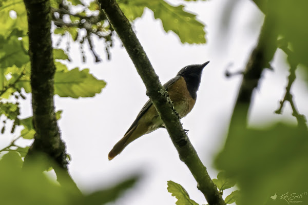 Common redstart