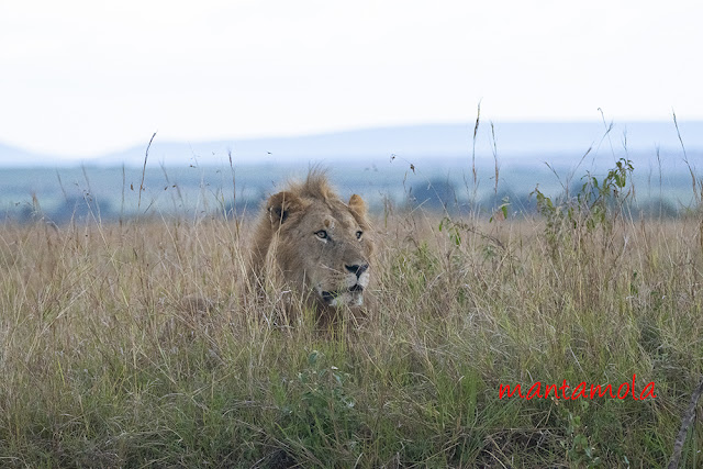 Lion Masai Mara