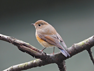 Red-flanked bluetail in Wangling Park