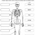 Atividade - Os Principais Ossos do Corpo Humano