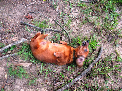 dog rolling on ground