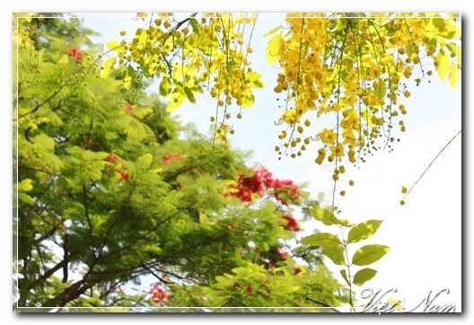 Cảnh Đẹp Việt Nam