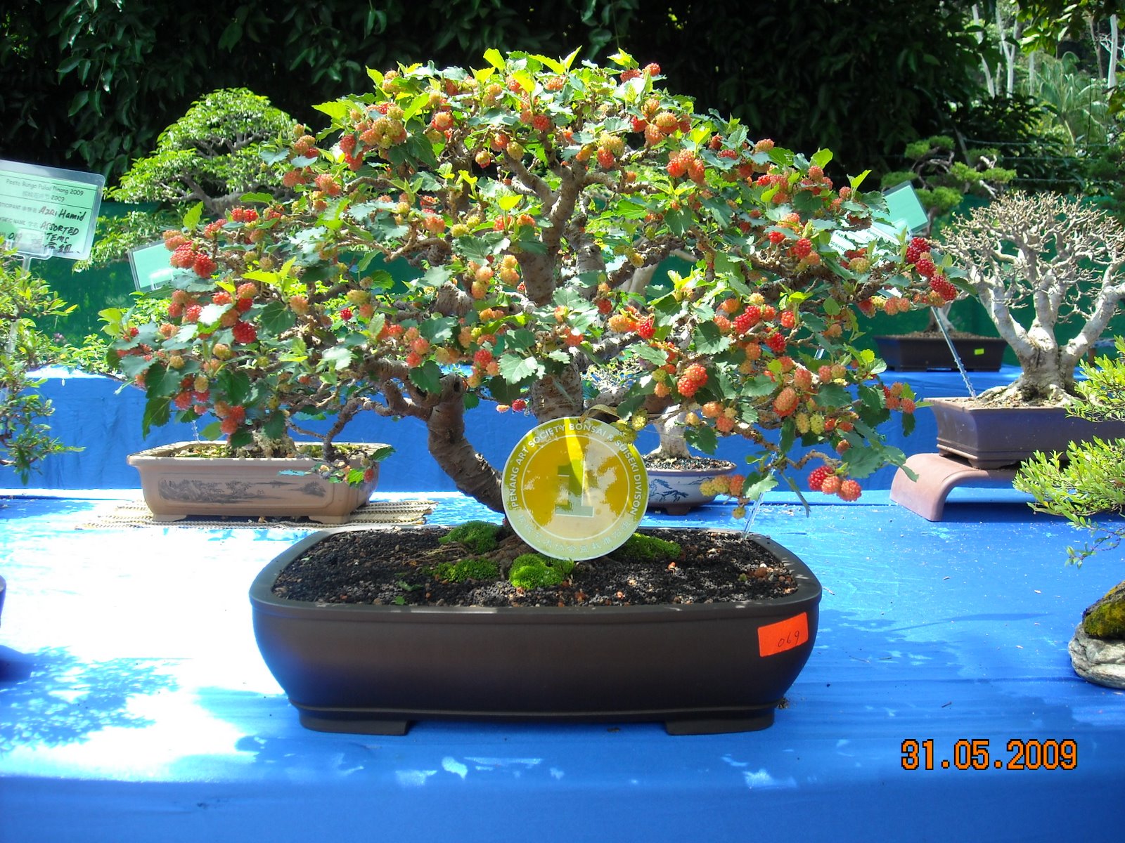 Blog Tempat berbagi hobi bonsai Jenis Tanaman yang bisa 