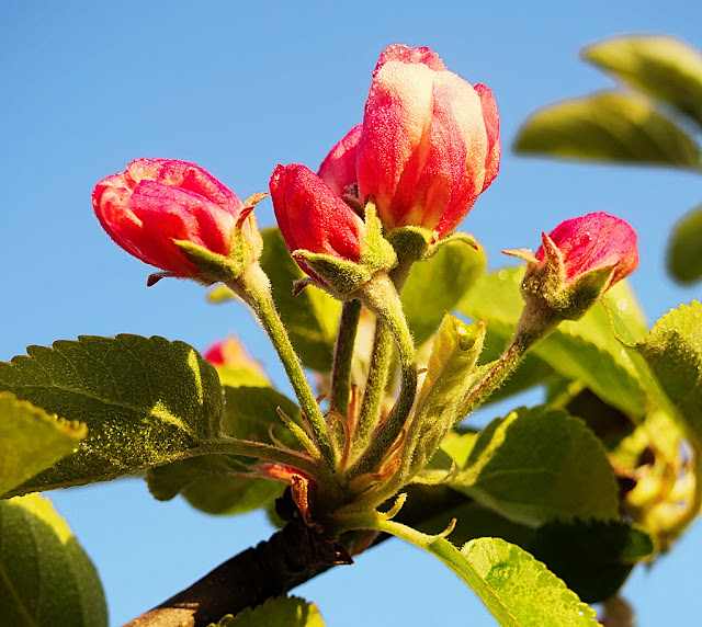 A spray of apple buds, pink, almost red with the white petals beginning to emerge
