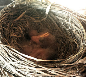 Robin nest, baby birds ~ the miracle of life :: All Pretty Things