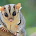 Sugar Glider ou pentauro do açucar