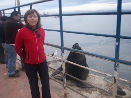 LOBOS MARINO EN TALCAHUANO