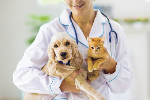 Pet Insurance Market