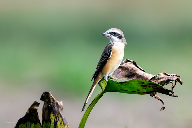 An Bui 2024 Dong Thap - Brown Shrike (Bách thanh mày trắng, Bách thanh nâu)