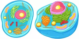 Prokaryotic And Eukaryotic Cells,Structures And Features Of Prokaryotic Cell,Gram Positive Bacteria,Gram Negative Bacteria ,