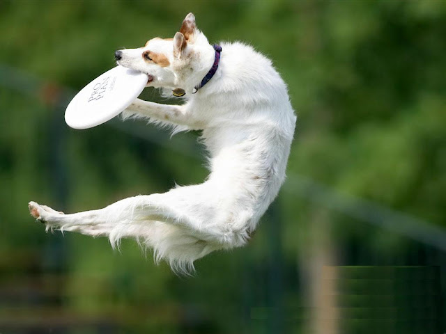 Dog In Air Wallpaper