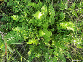 Άγριο καρότο-Daucus carota