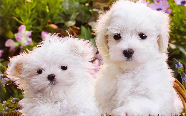 Cute Puppy HD Wallpaper Free