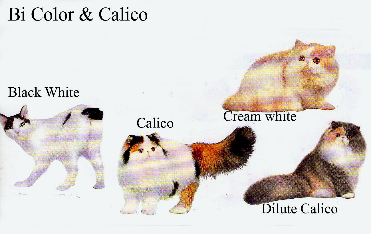 Aneka Pola Warna  Kucing  Ras Persia  dan Lainya info 