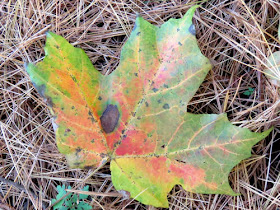 Norway Maple leaf