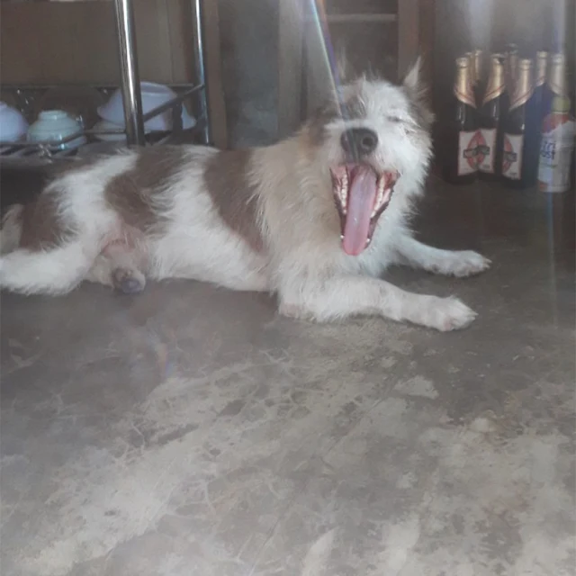 Những chú chó vui nhộn - Funny Dogs.