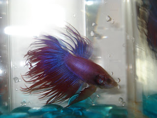 crowntail betta splenden