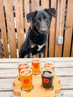 Image of Monty from across the picnic-table. Monty is sitting up on the bench of the picnic table in front of a flight of beers of a variety of colours. Monty is posing for a photo with his ears flopped down. A blue leash hangs off him to his right.